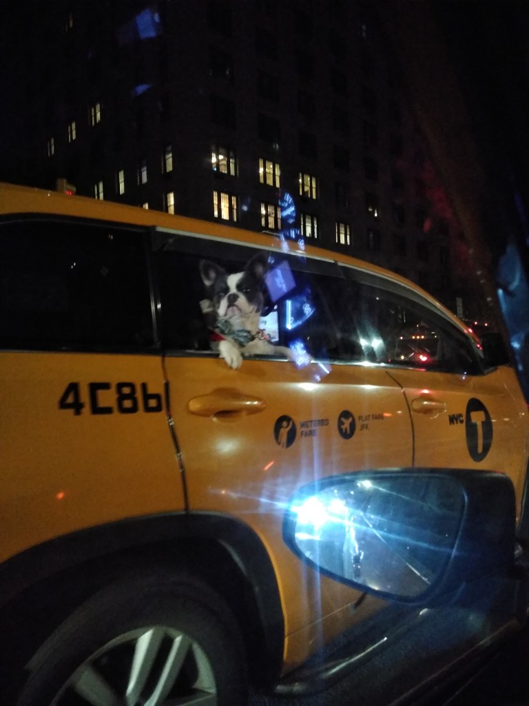 French Bulldog In Taxi 