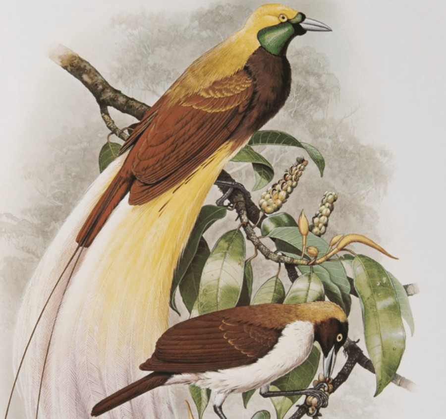 Lesser Birds Of Paradise