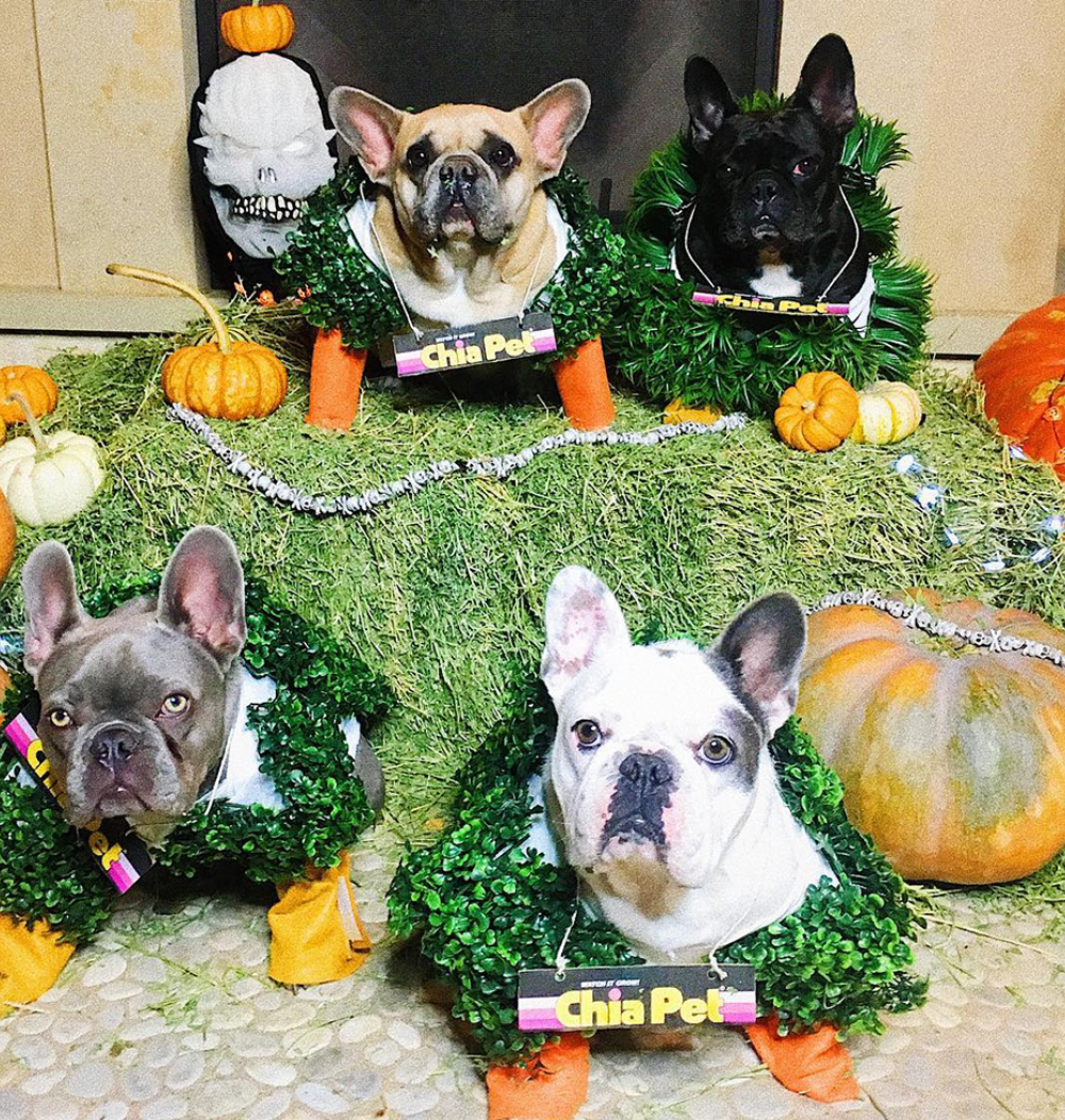 Lady Gaga's French Bulldogs