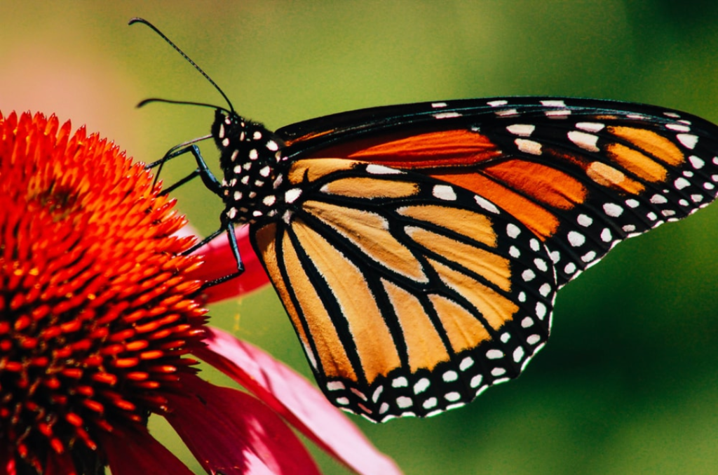 Drawing Of Butterfly