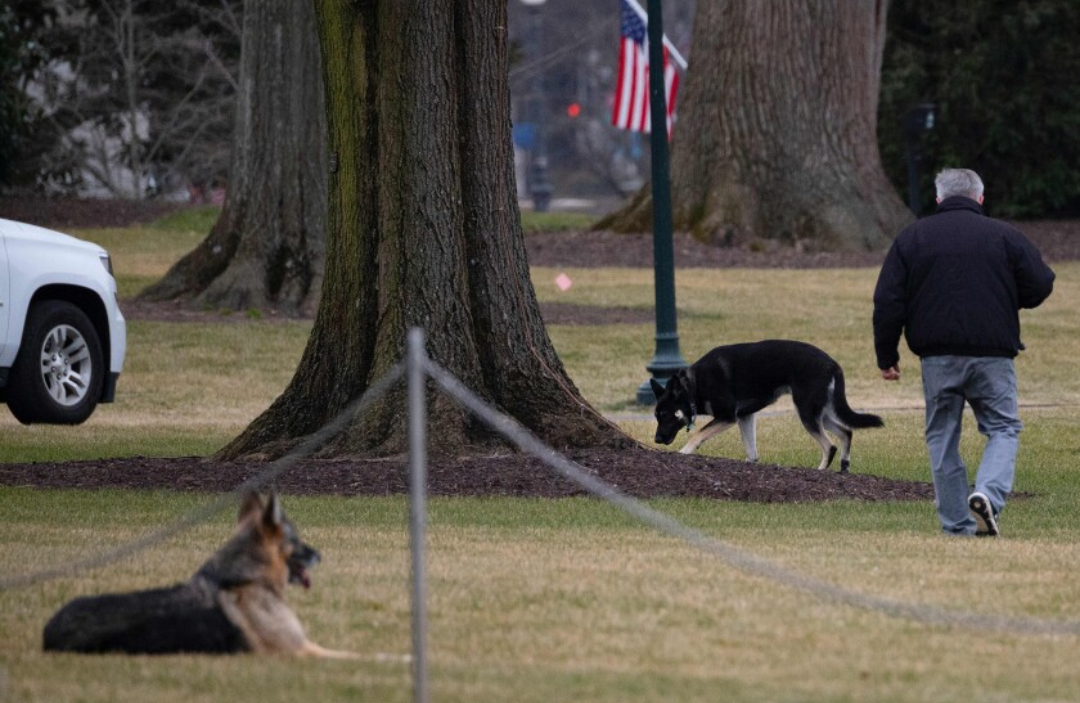 Champ and Major Biden