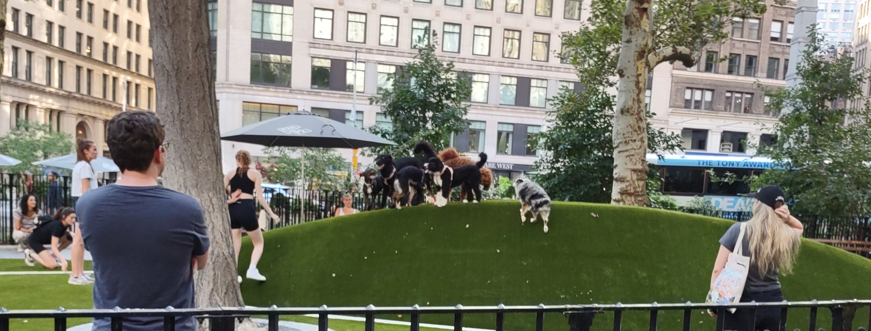 Bernadoodle Appearance