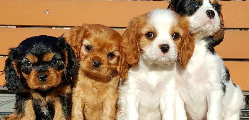 The Cavalier King Charles Spaniel