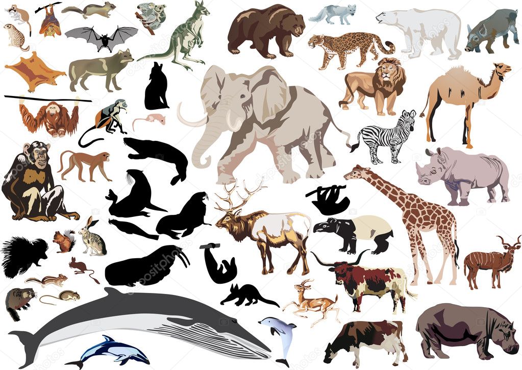 Drawing Of Animals